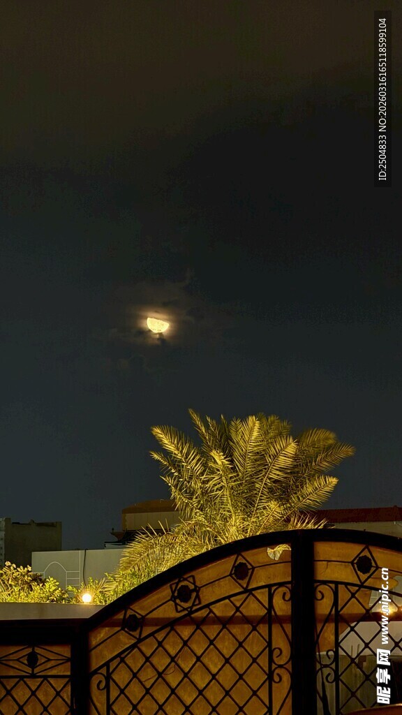 月夜下的铁艺围栏与棕榈树