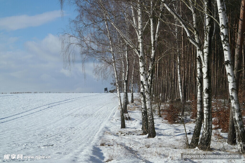 冬日雪野旁的白桦林