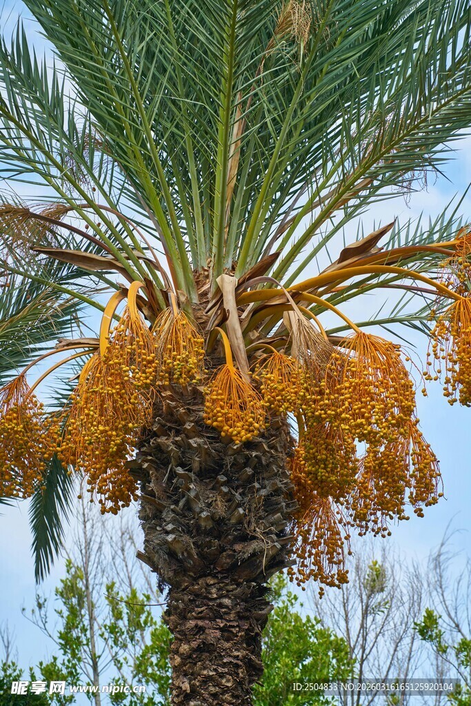 硕果累累的棕榈树
