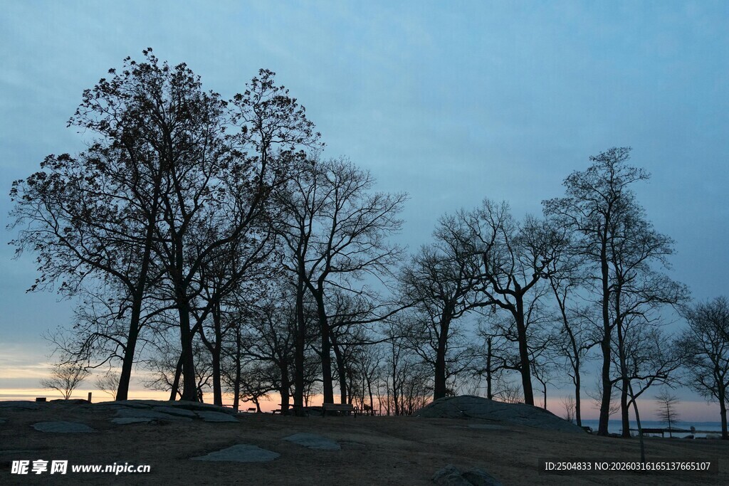 黄昏下的枯树林