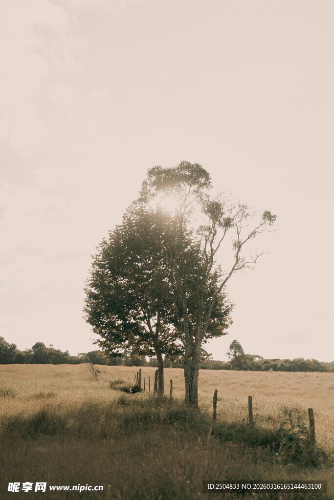 田野孤树景象