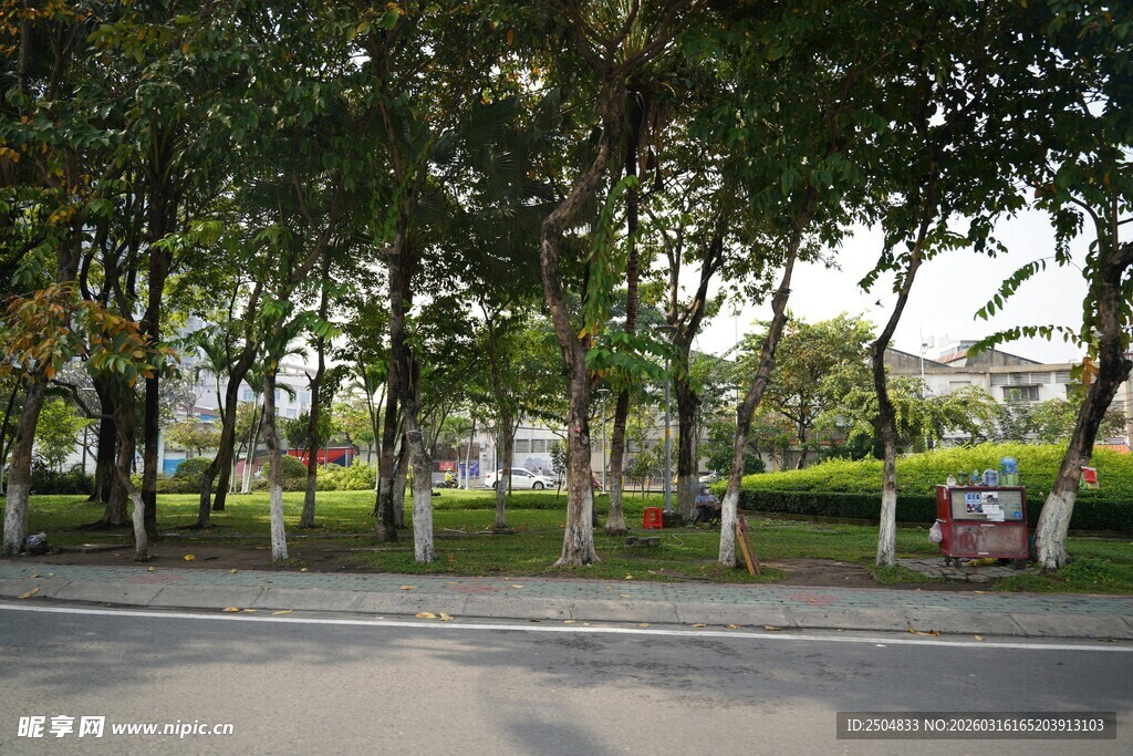 城市路边绿树成荫景象