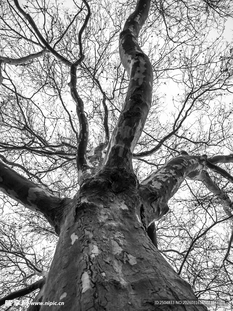 仰视粗壮光秃大树