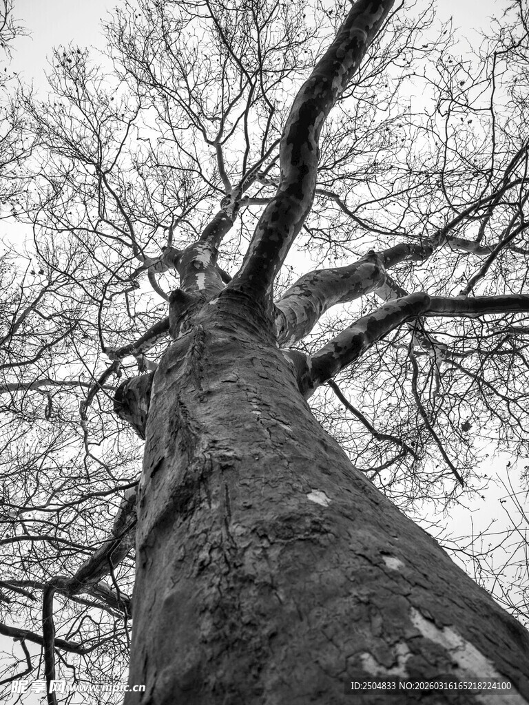 仰视光秃大树的粗壮树干