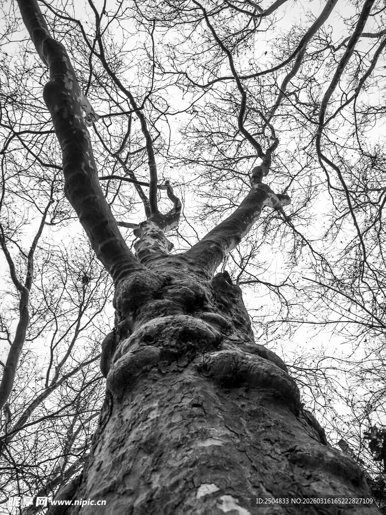 仰视枯树树干
