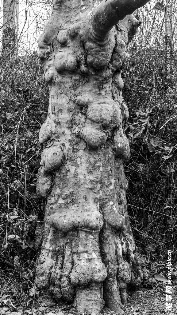奇特树桩造型