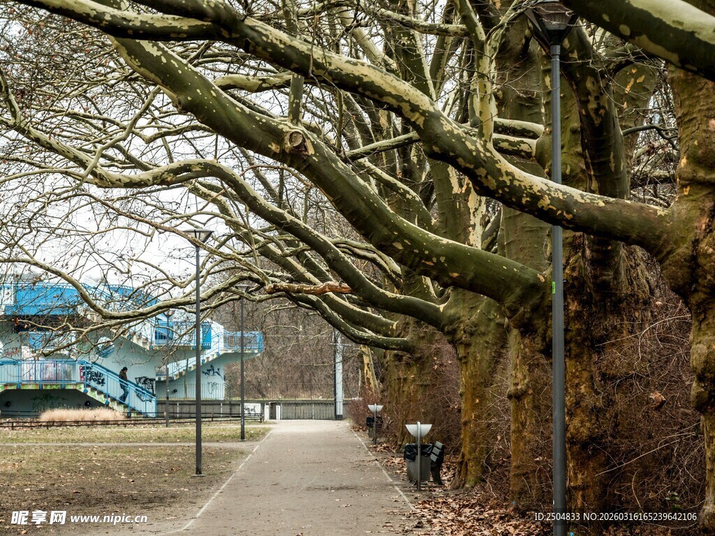 林荫小道 静谧树木景观