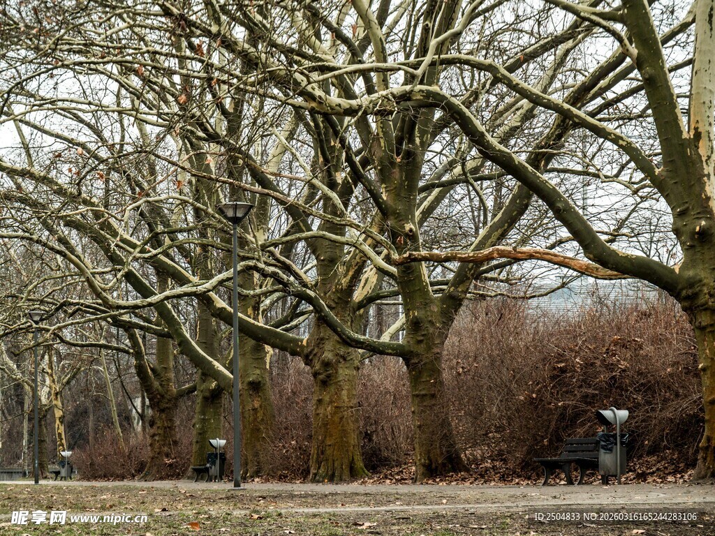 冬日雪覆树林静谧景象