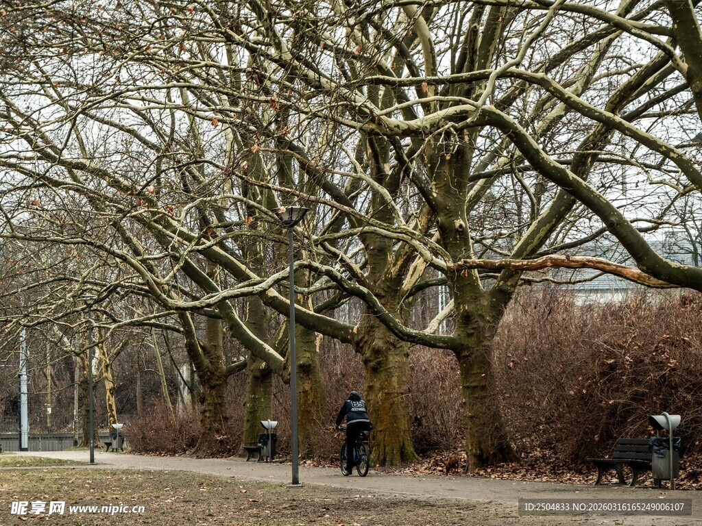 冬日公园树枝下的行人景象