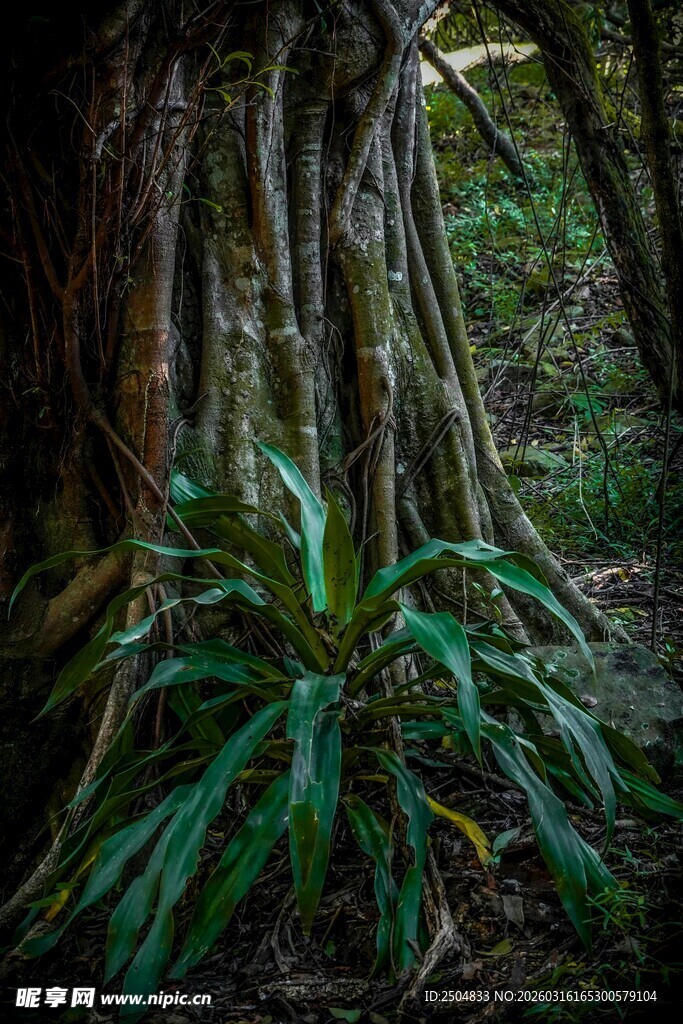 森林中茂盛的绿植与树根