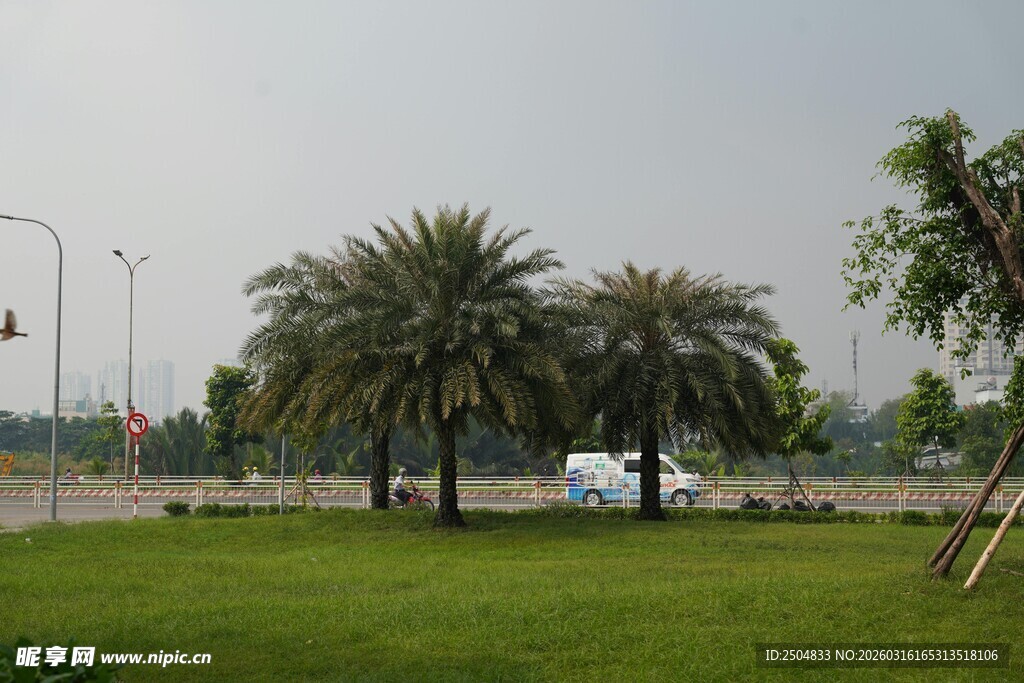 户外草坪与棕榈树景观