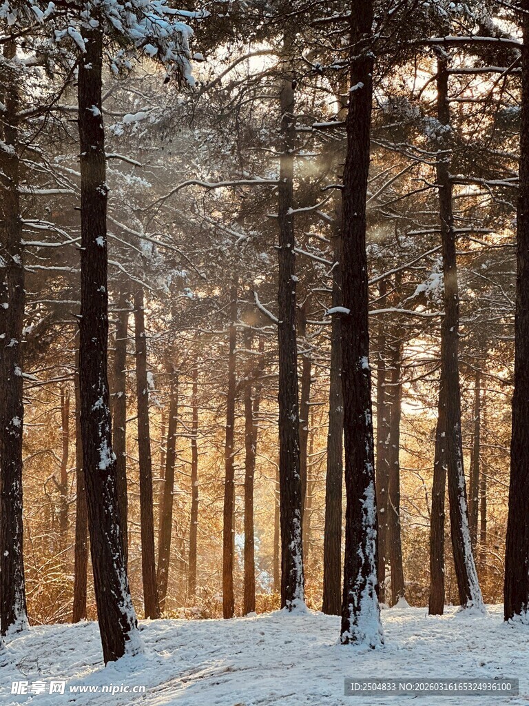 冬日雪林 阳光洒落的静谧