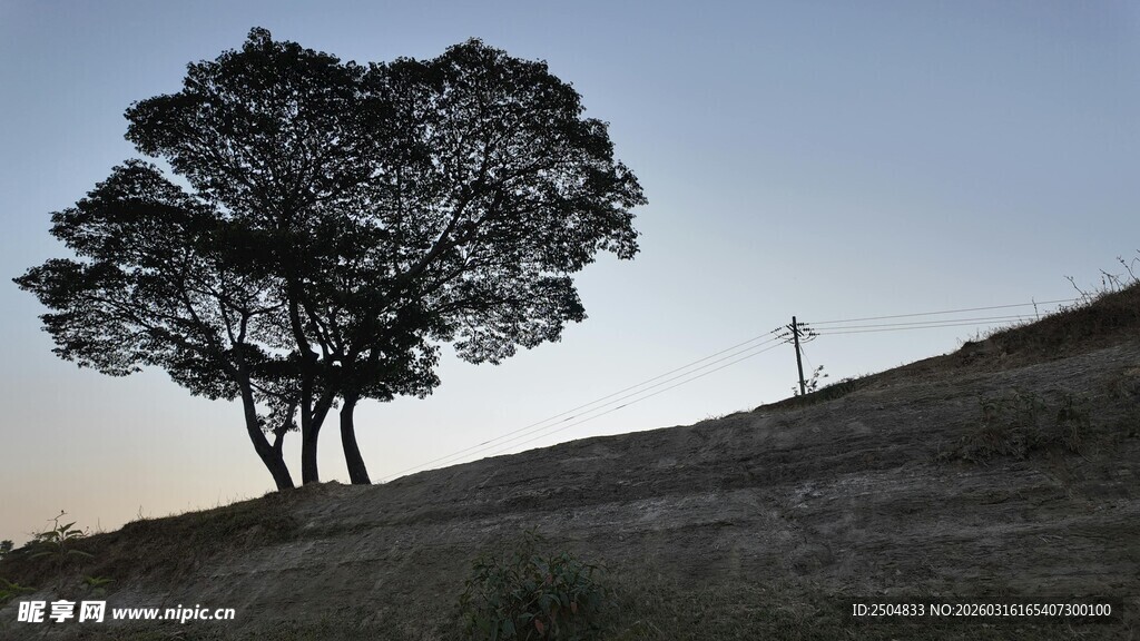 黄昏孤树旁的行人背影