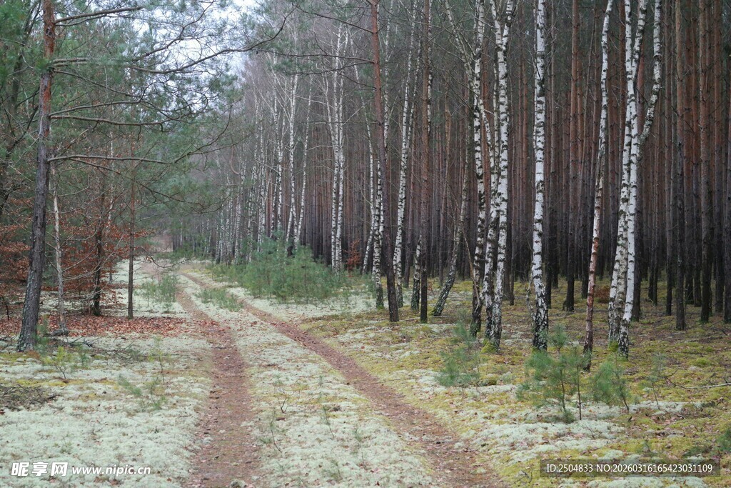 林间土路 冬日森林景致