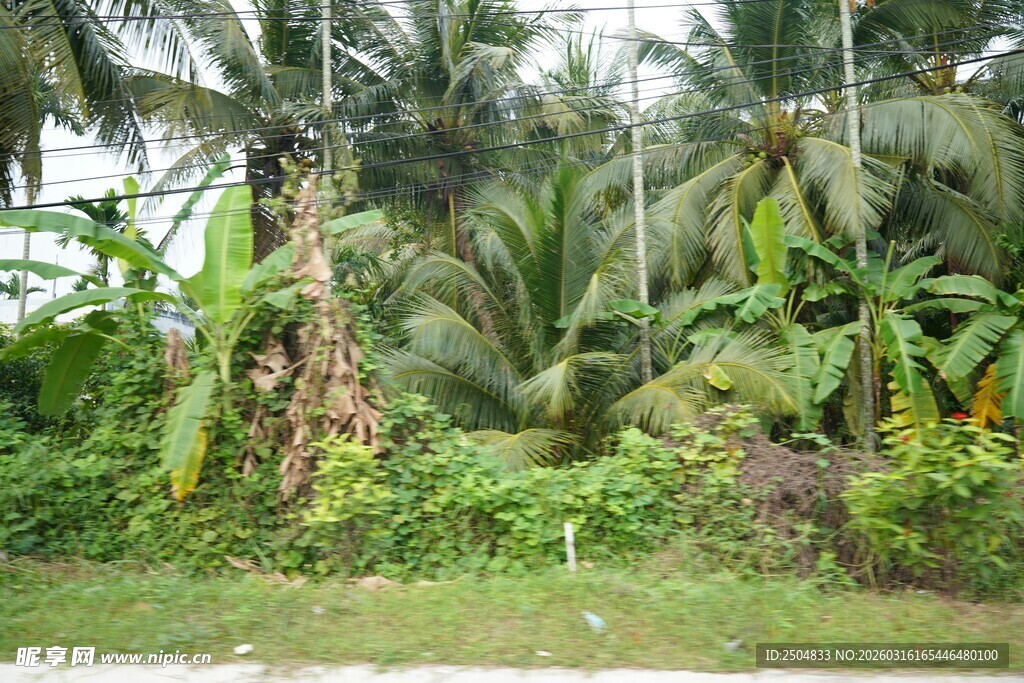 热带繁茂植物景观