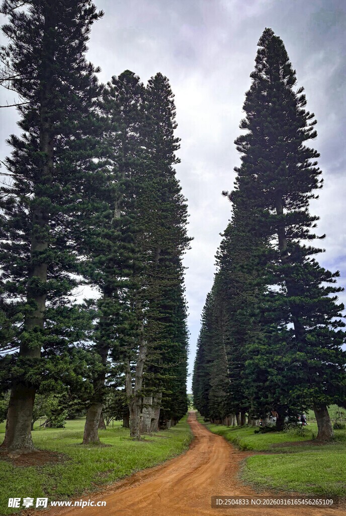 林间土路 挺拔树木成美景