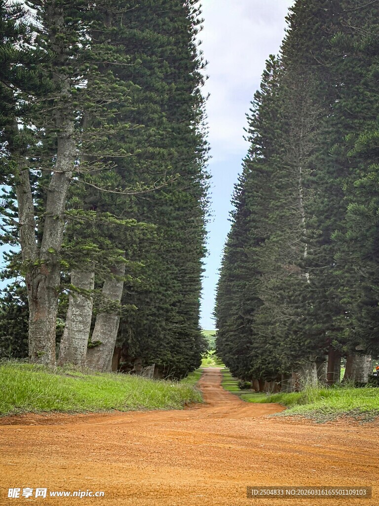 林间红土路 高耸树木相伴