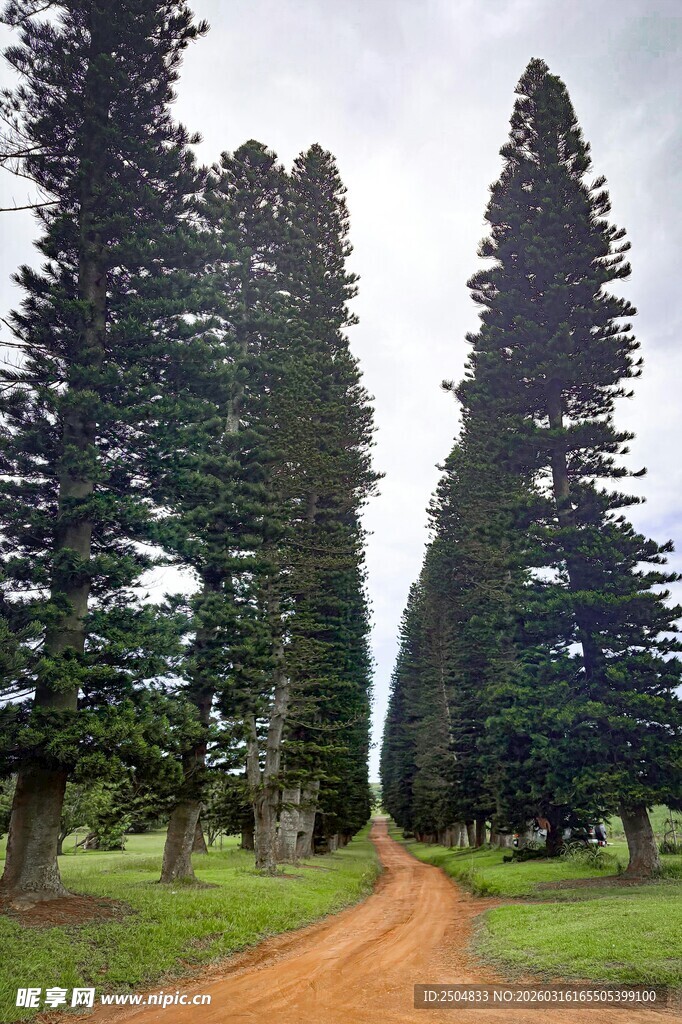 林间蜿蜒小路 挺拔树木相伴