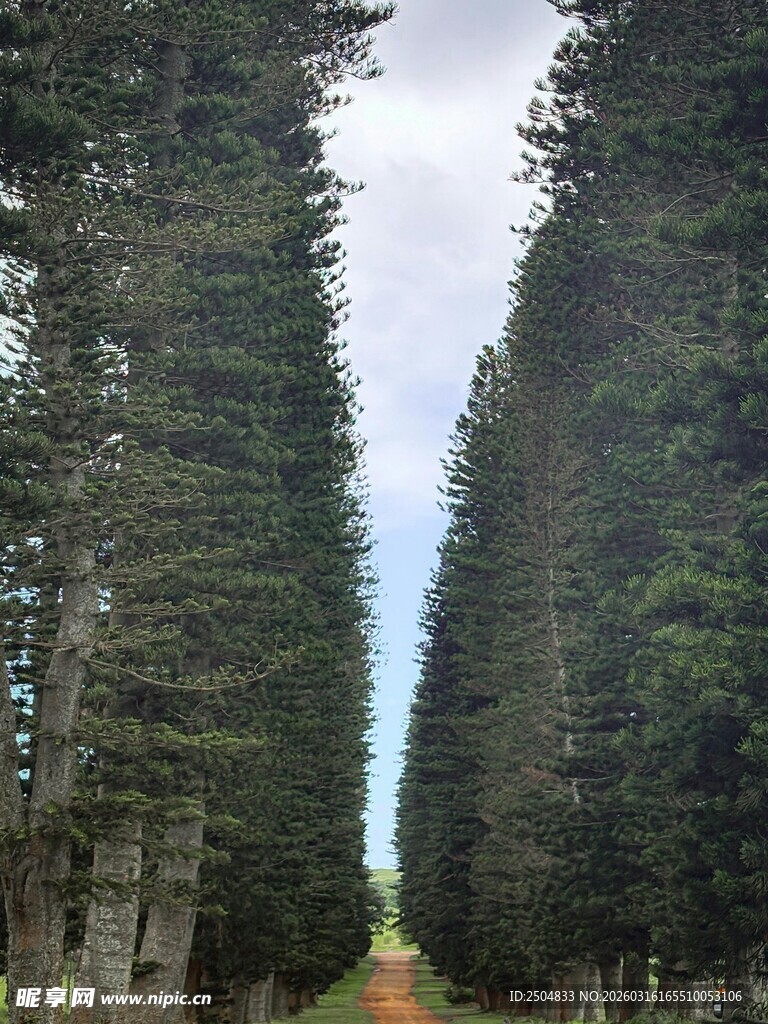 笔直杉树林间的绿色小径