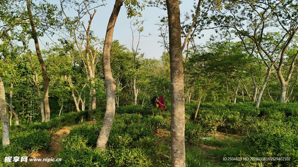 绿树成荫的林间景象