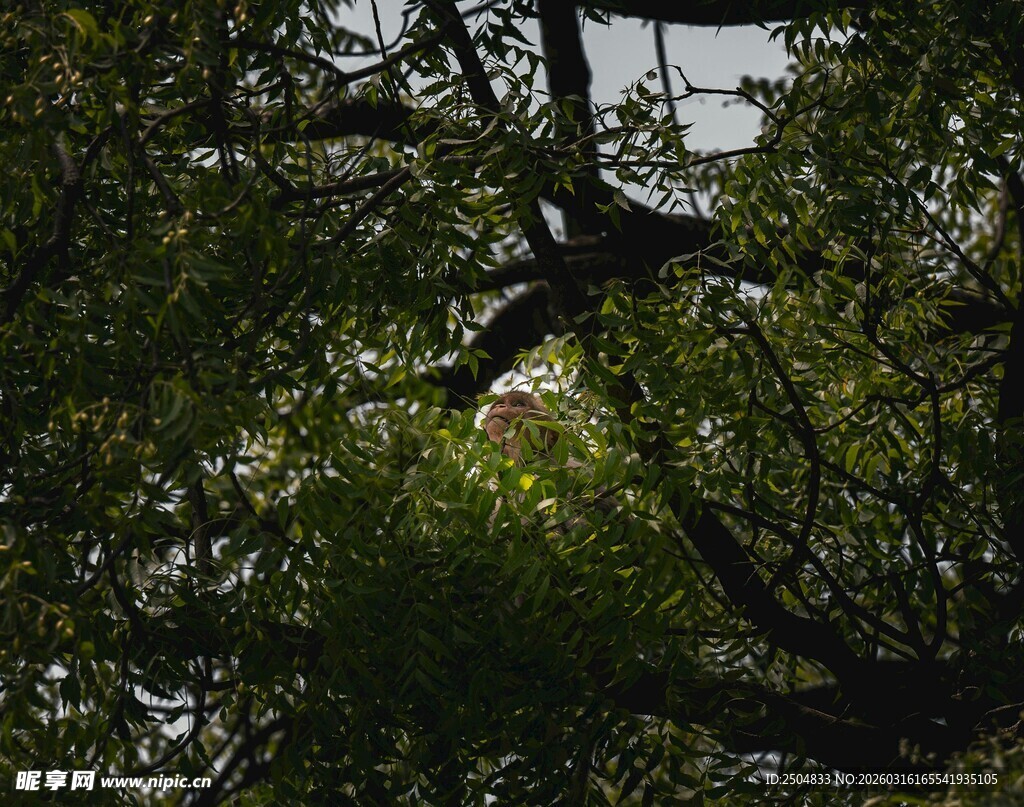 仰视茂密树冠枝叶