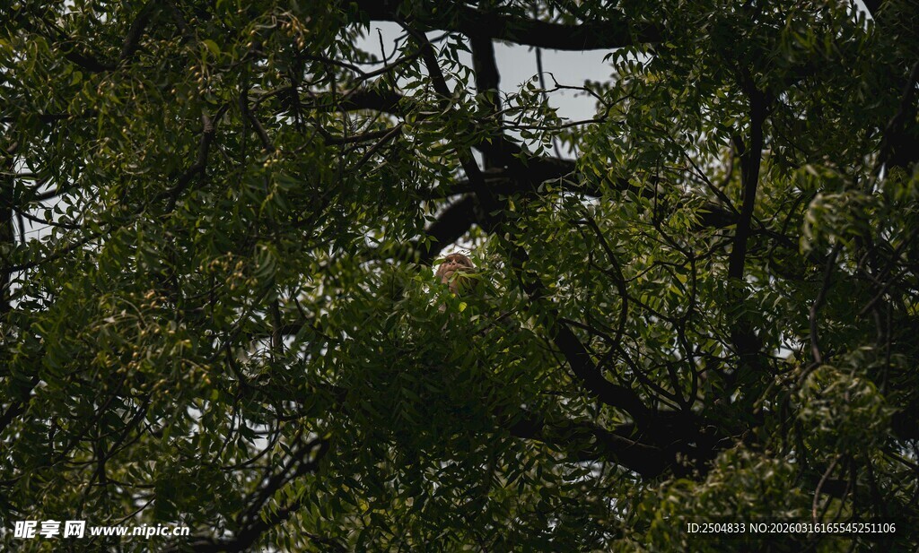 繁茂绿树间的自然景致