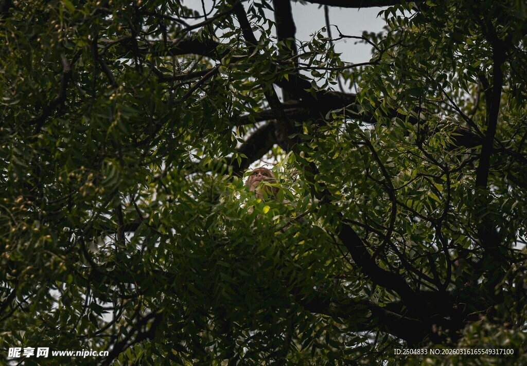 林间飞鸟隐于繁茂枝叶间