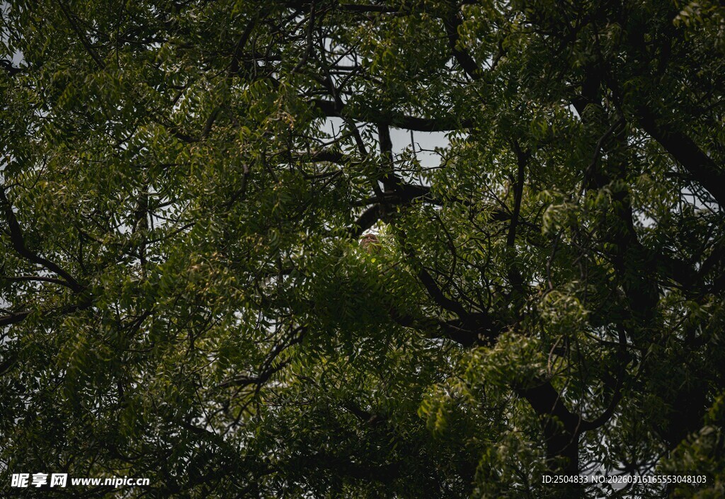 茂密枝叶间的绿意