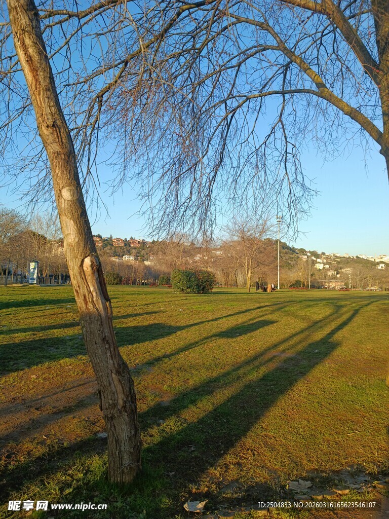 冬日公园树木与草地景象
