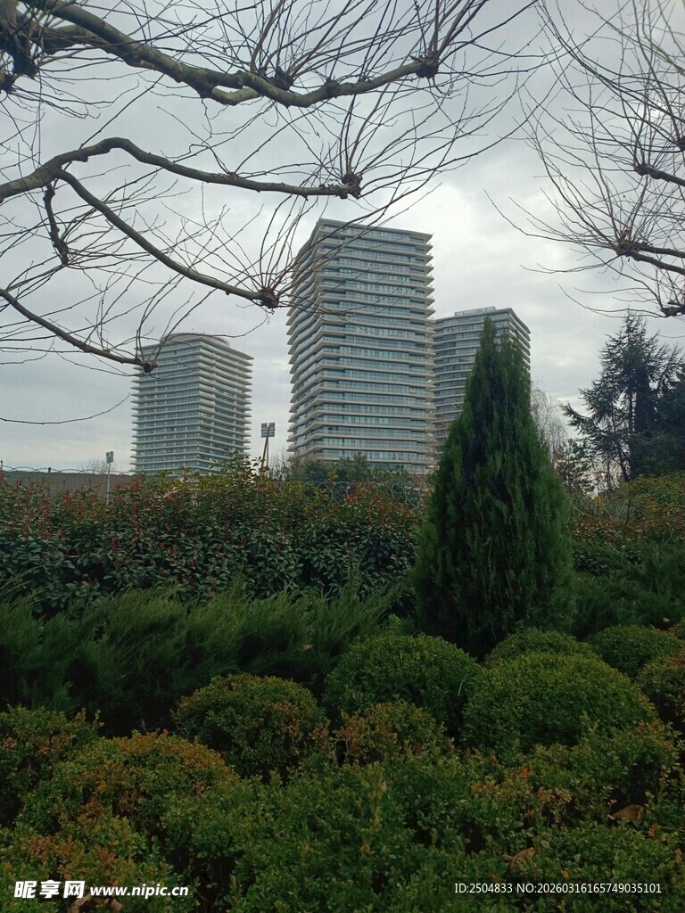 城市绿植与高楼景观