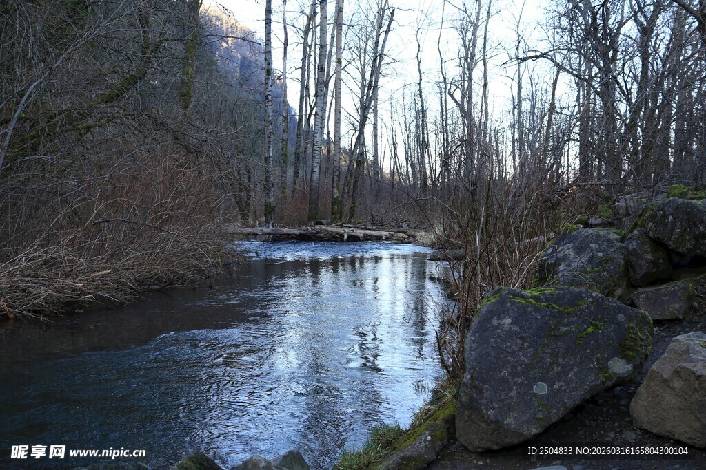 冬日溪边静谧景致