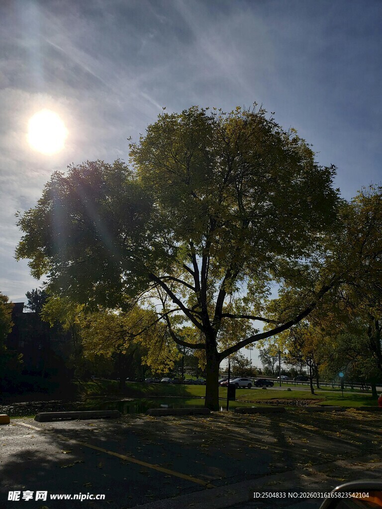 阳光下的大树风景