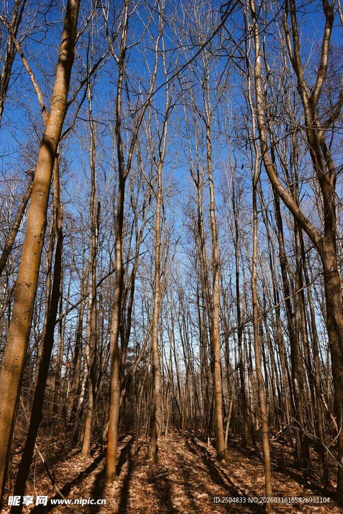 冬日枯树林 静谧之景