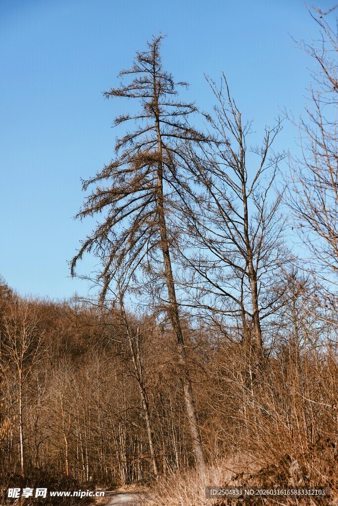 枯树立于山野间
