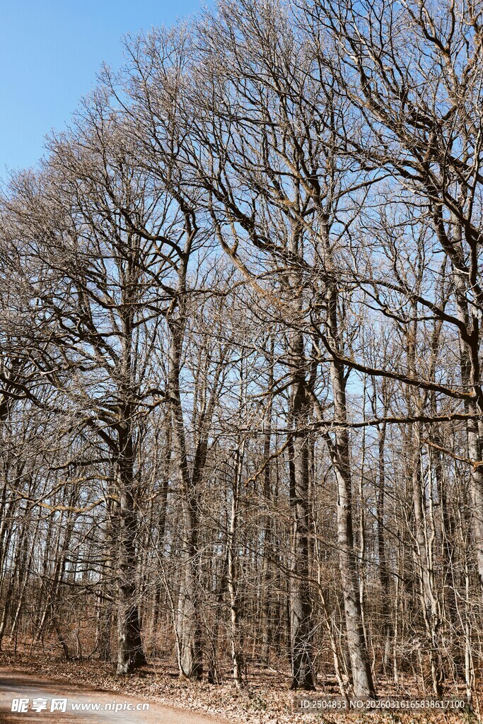 冬日林间小道 树木萧瑟