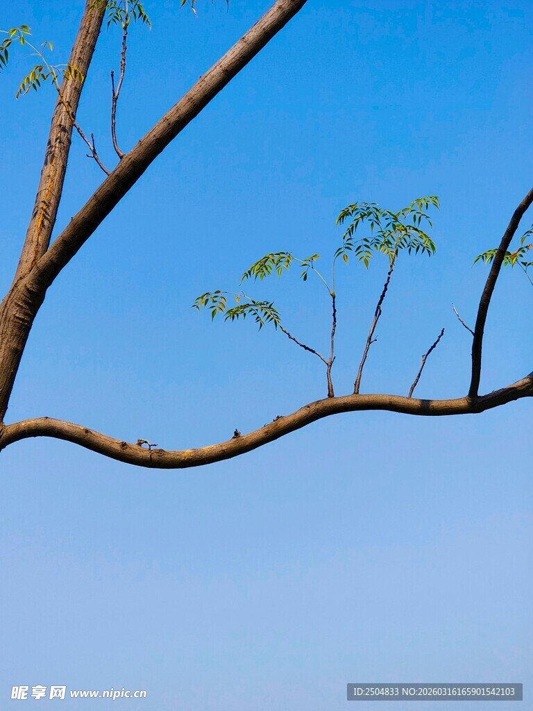 蓝天树枝新绿生机画面