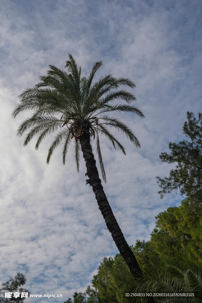 挺拔棕榈树映衬蓝天白云