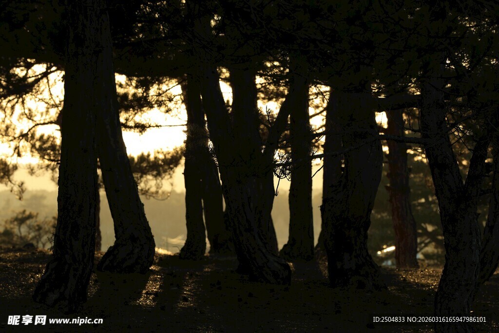 黄昏下的静谧树林