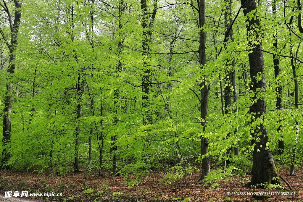 春日翠绿森林景观