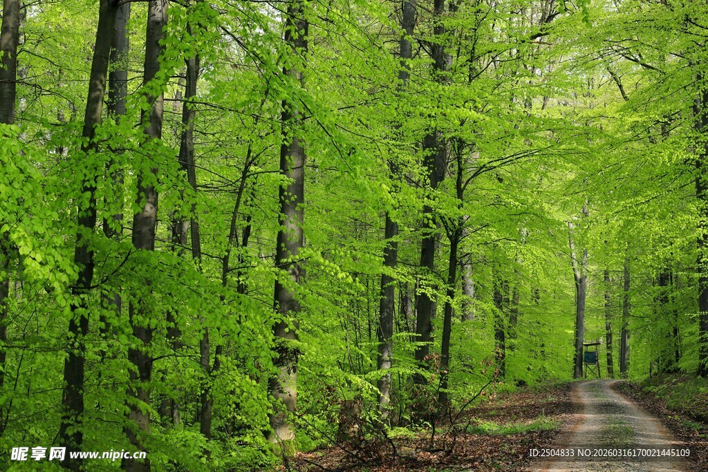 春日林间小道 绿意盎然