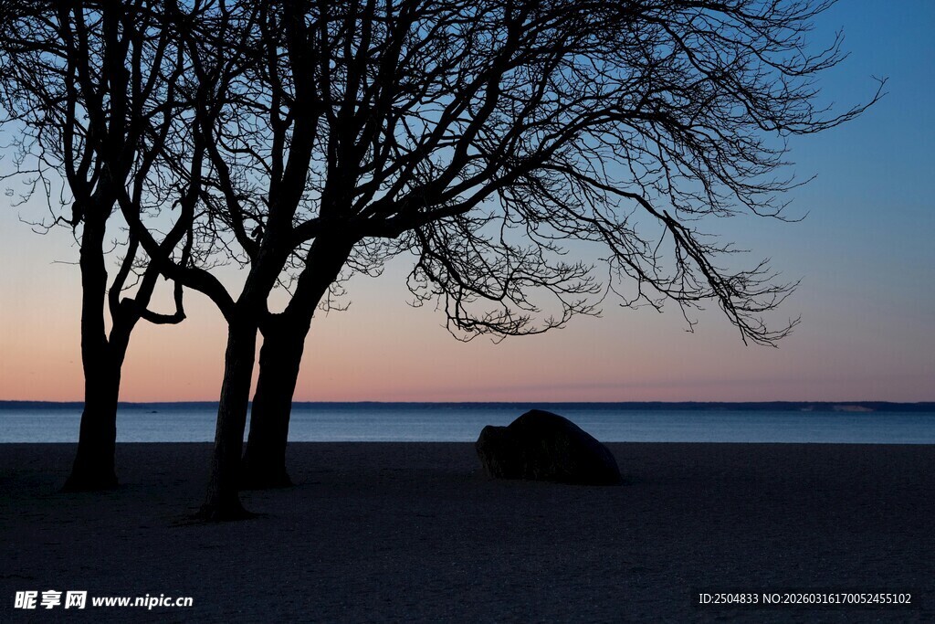 黄昏下的海边枯树景观