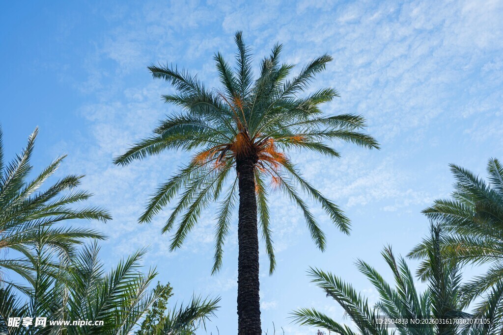 蓝天映衬下的挺拔棕榈树
