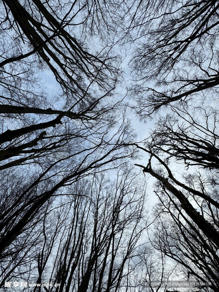 仰视冬日枯树林景