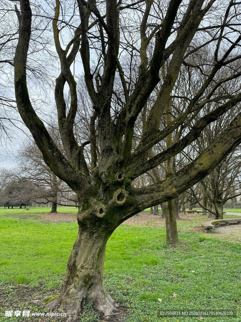 冬日枯树 草地间的萧瑟景象