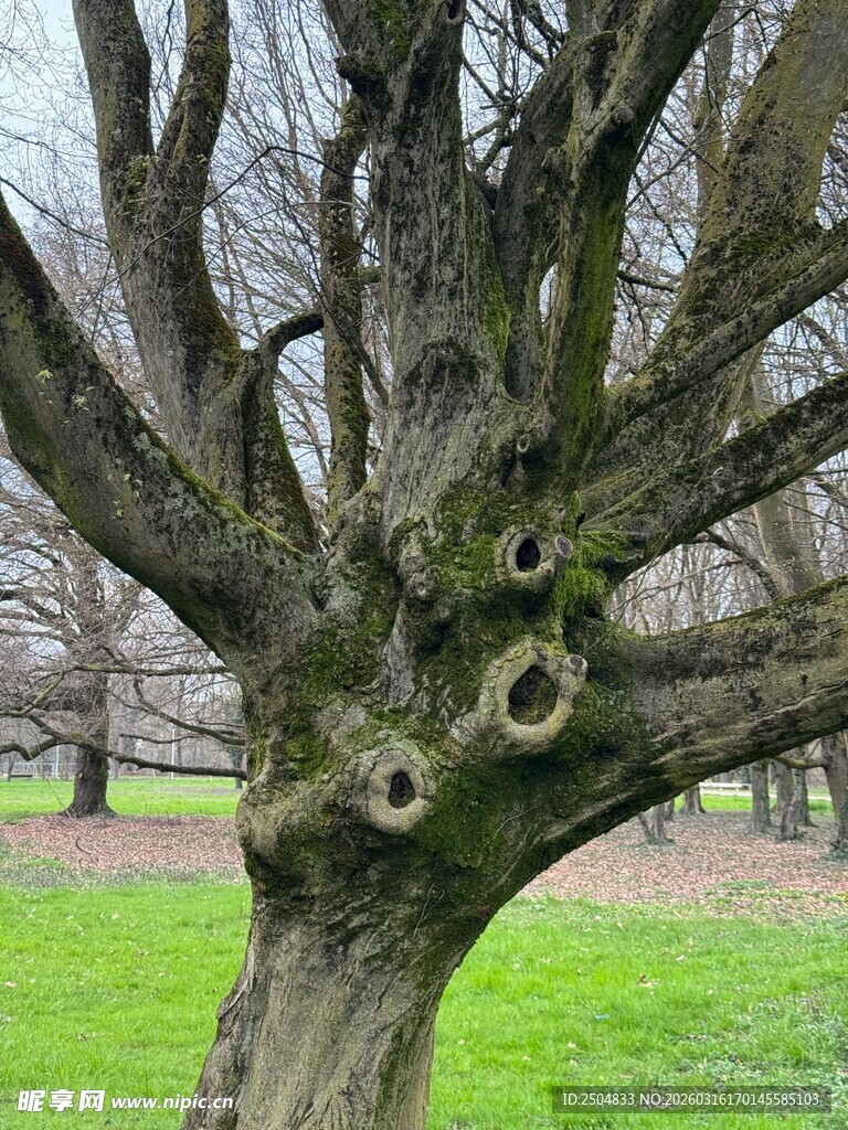 老树树洞特写于绿草地