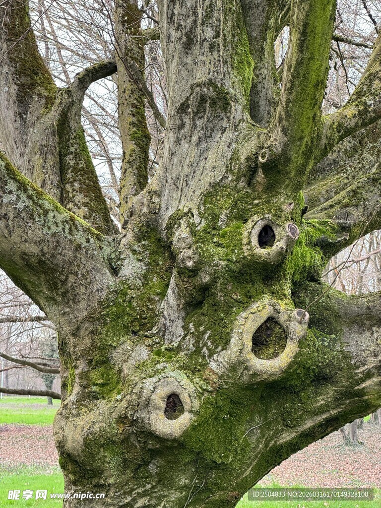 老树奇特树瘤纹理特写