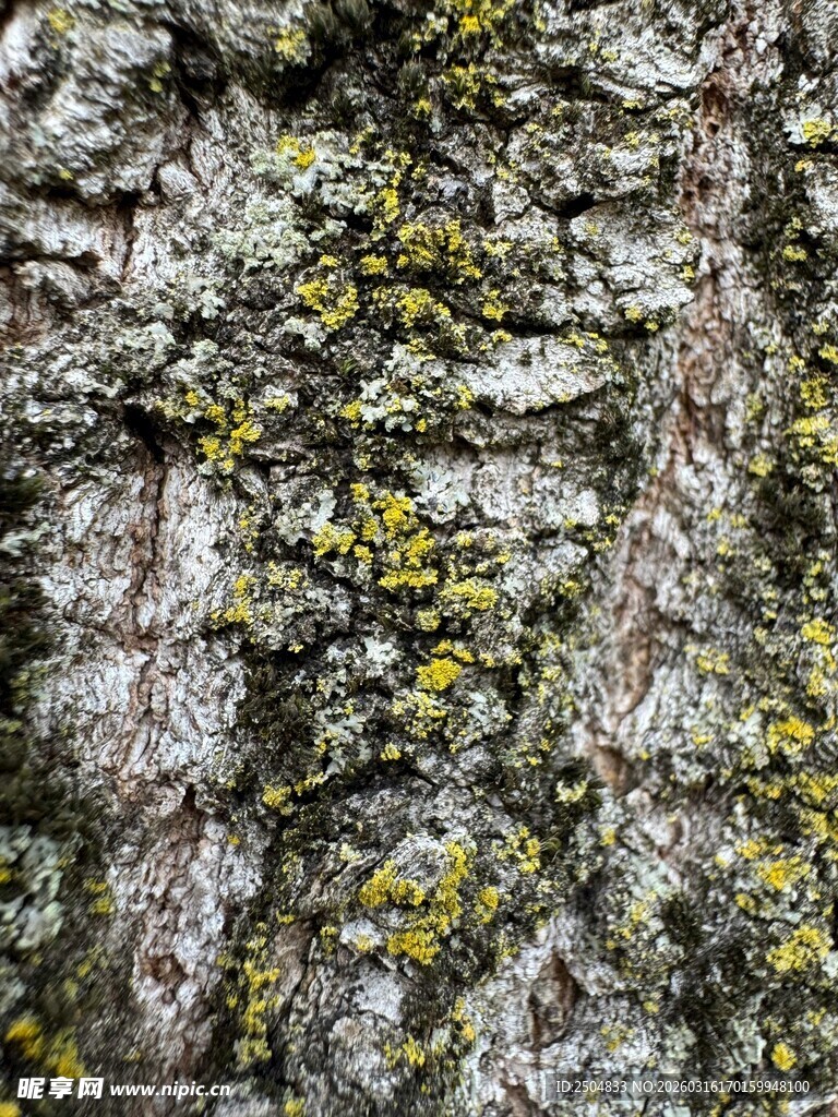 树皮纹理特写