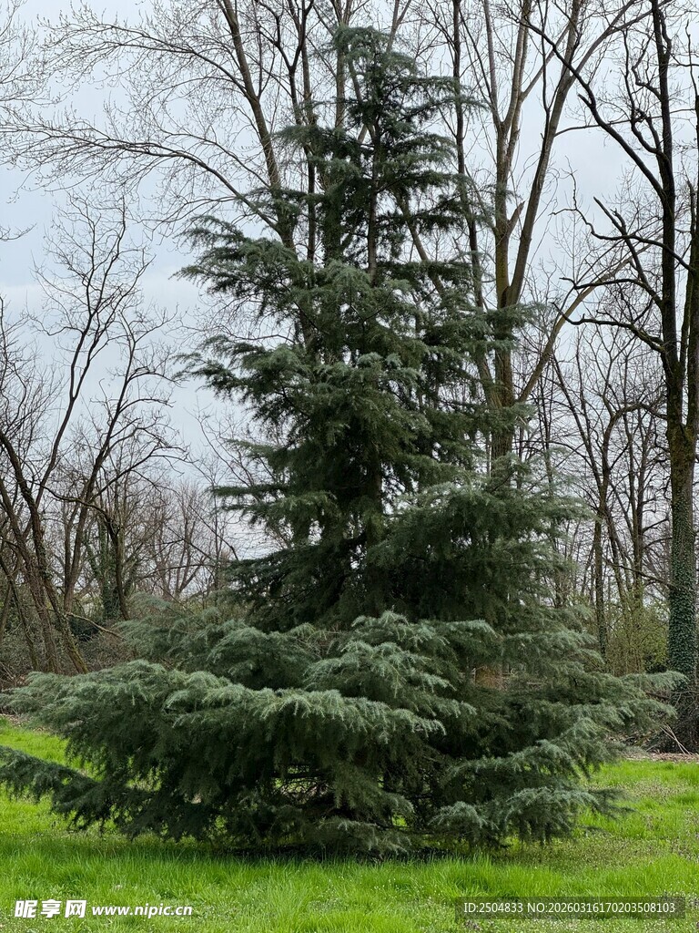 户外挺拔的常绿松树