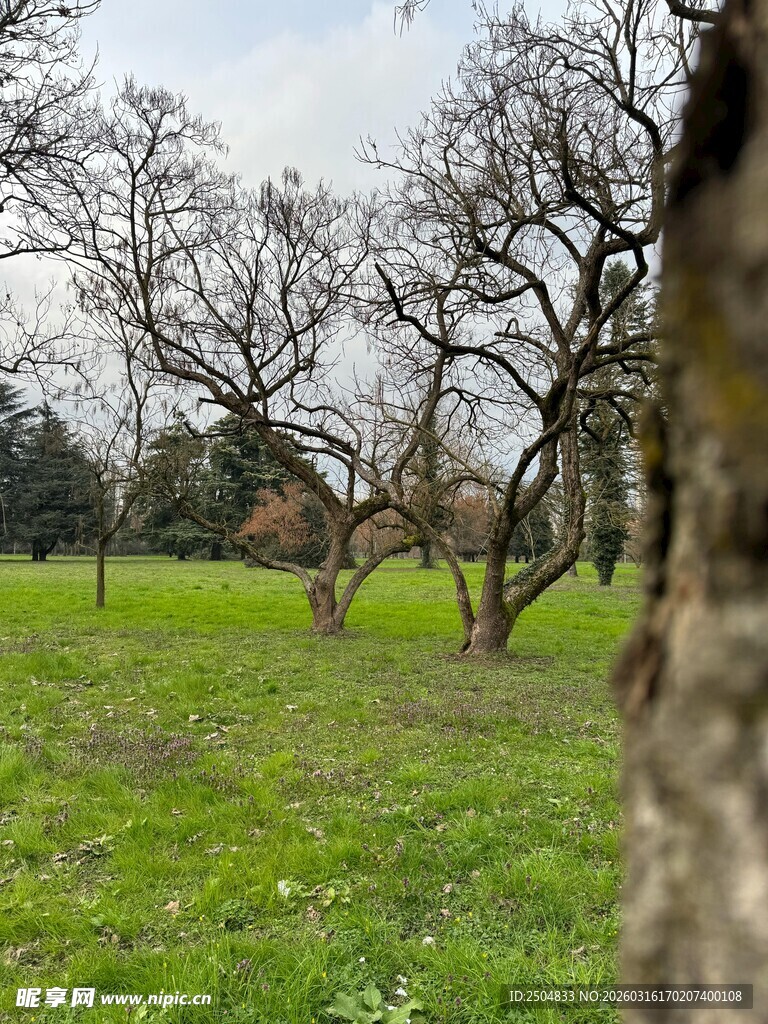 春日草地与树木景观