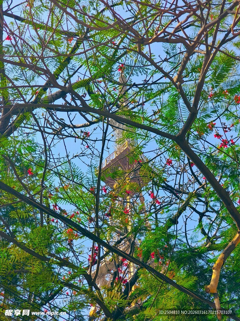 繁茂树枝间的蓝天景象